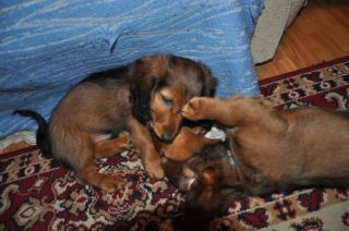 Jamnik d�ugow�osy